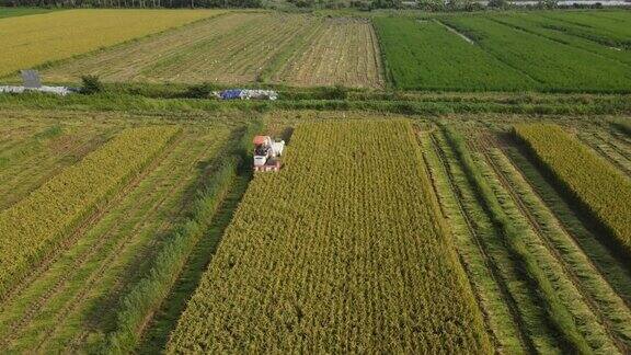 现代农业水田机械收割水稻的航拍视频