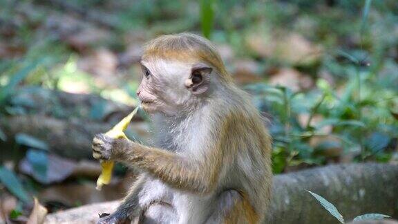 猴子在热带公园吃新鲜水果斯里兰卡的Vertet近距离