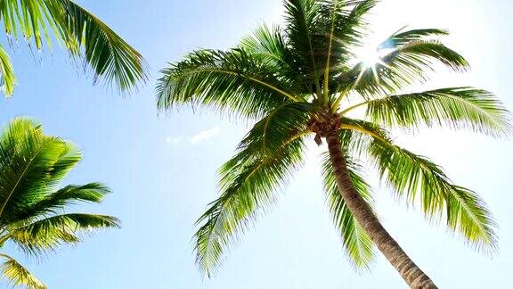 加勒比海海滩上的椰子树的低角度视图