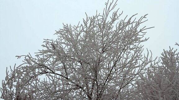 阴天树枝上结满了白霜