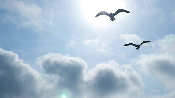 海鸥飞过太阳和蓝天