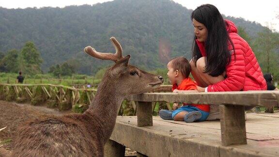 亚洲母亲抱着她的孩子在鹿场喂鹿