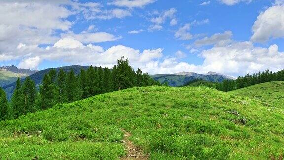 新疆的绿树山景