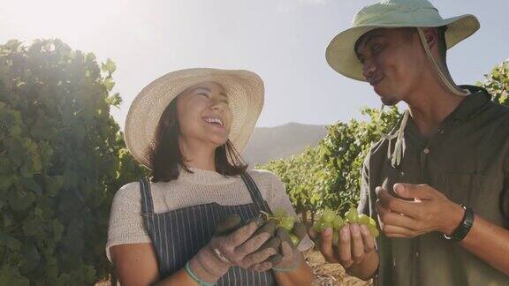 两个年轻人在葡萄园里吃葡萄的4k视频