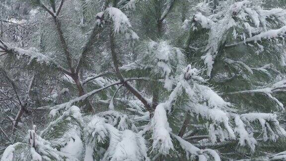 冬天下雪时的松树特写
