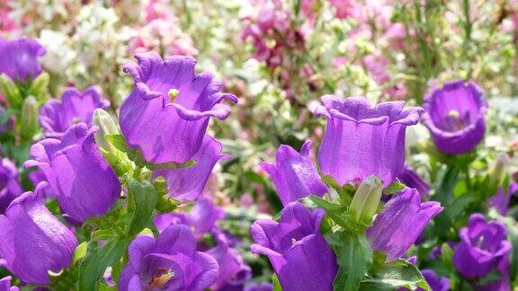紫色的坎特伯雷钟花