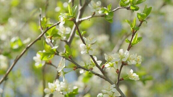 美丽的樱花树在春天开花樱桃树的白色花朵缓慢的运动