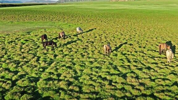 马在绿色的草原上吃草