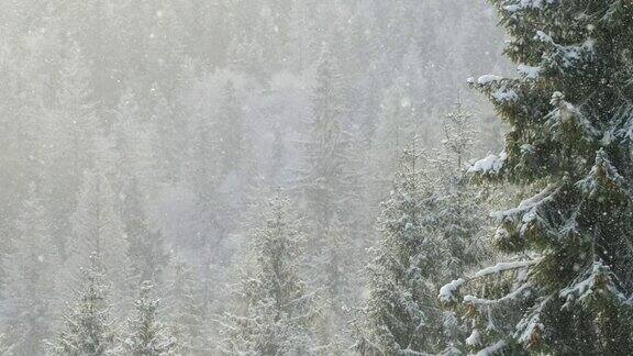 美丽的冬季景色雪慢慢落在冷杉树林