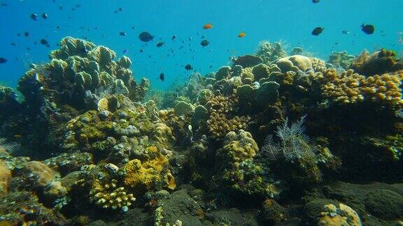 彩色珊瑚的慢动作