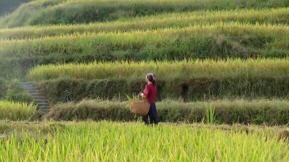 一个走在稻田里的女人