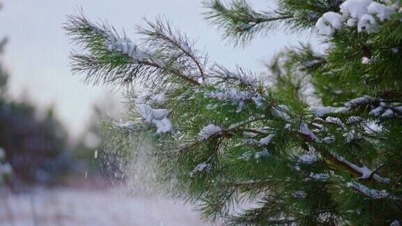 针叶树的针叶把雪盖得严严实实云杉树甩掉柔软的雪花