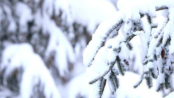 近距离看被雪覆盖的树枝
