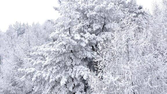 下雪的圣诞节从空中拍摄冬季树木的树梢冬天在混合森林