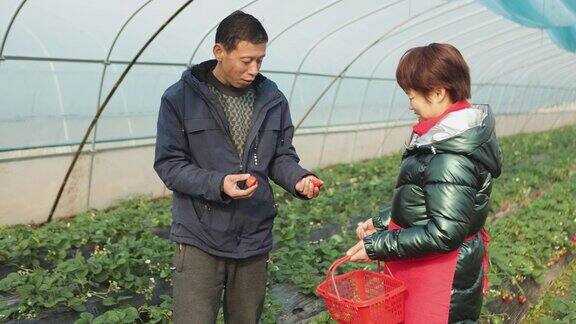 这对中年夫妇和他分享了一颗草莓并一起在草莓园摘了下来