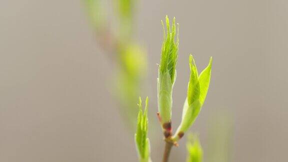 春天嫩枝上的嫩芽长出嫩叶春天生长的嫩枝树的新鲜嫩叶景深浅
