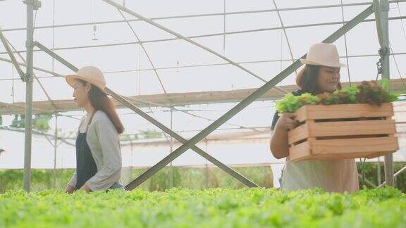 两名亚洲年轻女农民在蔬菜水培绿色农场工作迷人的农工女孩提着一篮子沙拉幸福地走进温室农业经营理念