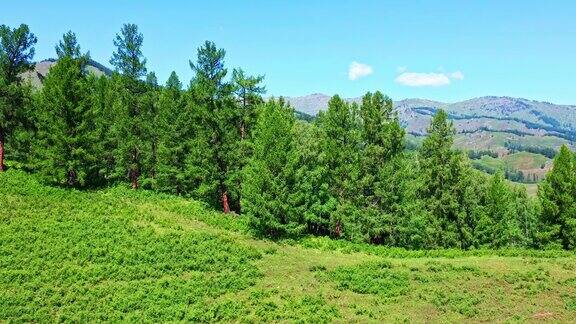 新疆绿林青山自然风光