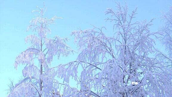 树雪和蓝天