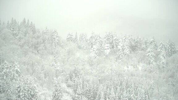 淘金:白川村山上白雪覆盖的森林