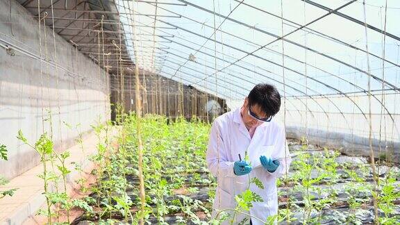 RT亚洲男性农业技术人员在温室工作