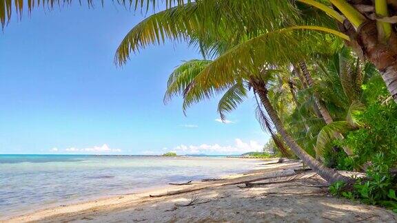 热带棕榈树海滩