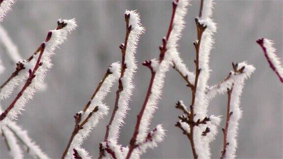 树枝上的冰冻雾像冰冷的花朵