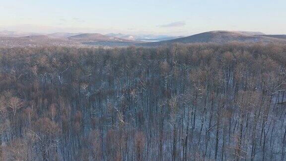 在冬天暴风雪后加拿大魁北克省的北方自然森林的4K航拍视频视图
