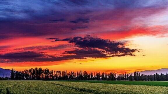 绿油油的麦田和天空晚霞的云景