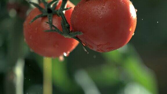 SLOMO手从一株植物上摘番茄