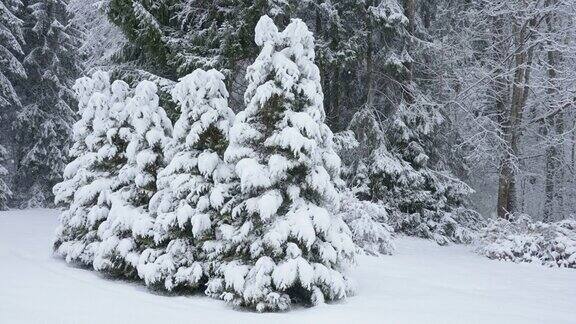 小云杉上覆盖着厚厚的白雪