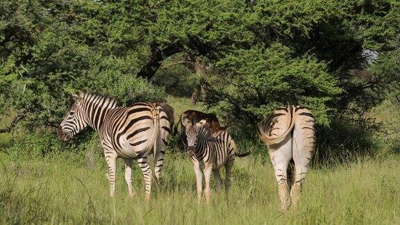 南非莫卡拉国家公园自然栖息地的平原斑马(马科马)