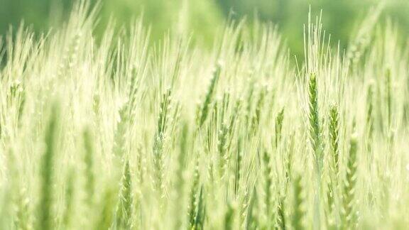 绿色的小麦在微风中摇曳的特写