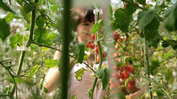 亚洲女农民在番茄农场使用药片