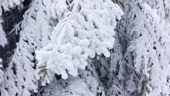 冬天雪下的树