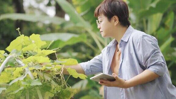 可持续的生活方式亚洲华人中年妇女检查她的有机农场增长与数字平板记录在后院