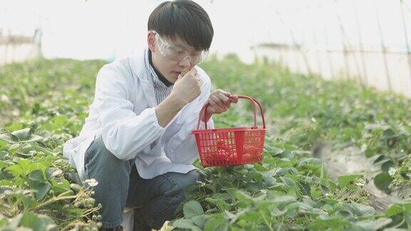 一位男性植物学家研究草莓种植