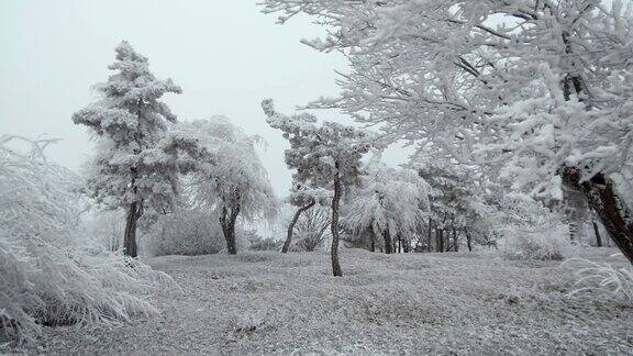 超现实主义的空地天气多风树上结满了白霜