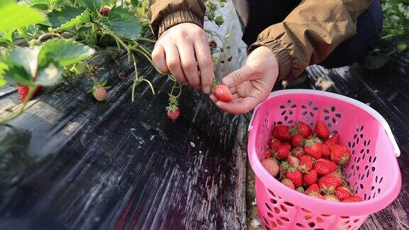 女人在春天的花园里摘草莓慢动作