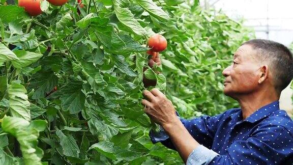 亚洲男人在温室和番茄