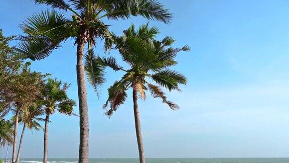 美丽的热带景观与棕榈树的日出天空背景