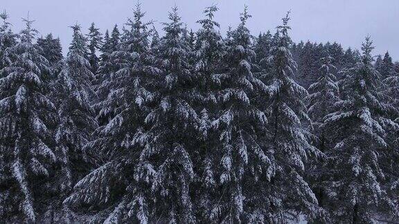 鸟瞰图积雪覆盖的树木在冬天俄勒冈州