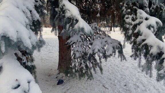 森林里松树树枝上的雪