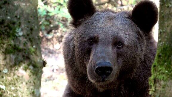 棕熊的头熊氏熊
