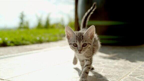 MS超级慢动作肖像好奇的小猫走向相机在阳光明媚的院子