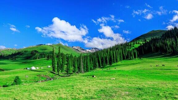 新疆的绿草地和山