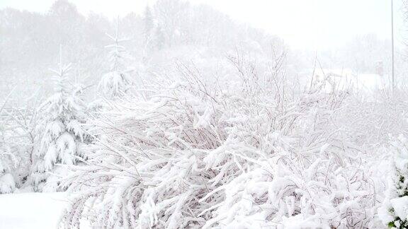 一丛长满雪的草