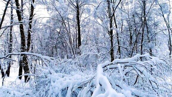 森林里白雪皑皑的树枝冬天的童话背景