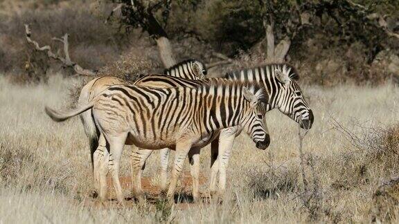 南非莫卡拉国家公园自然栖息地的平原斑马