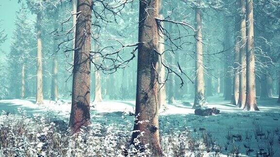 在雾蒙蒙的冬季森林里树木结霜多雾
